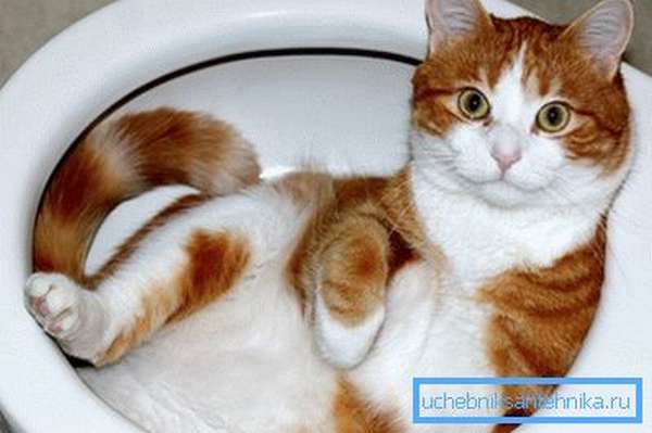 Кошку можно приучить пользоваться сантехническими приборами, предназначенными для человека